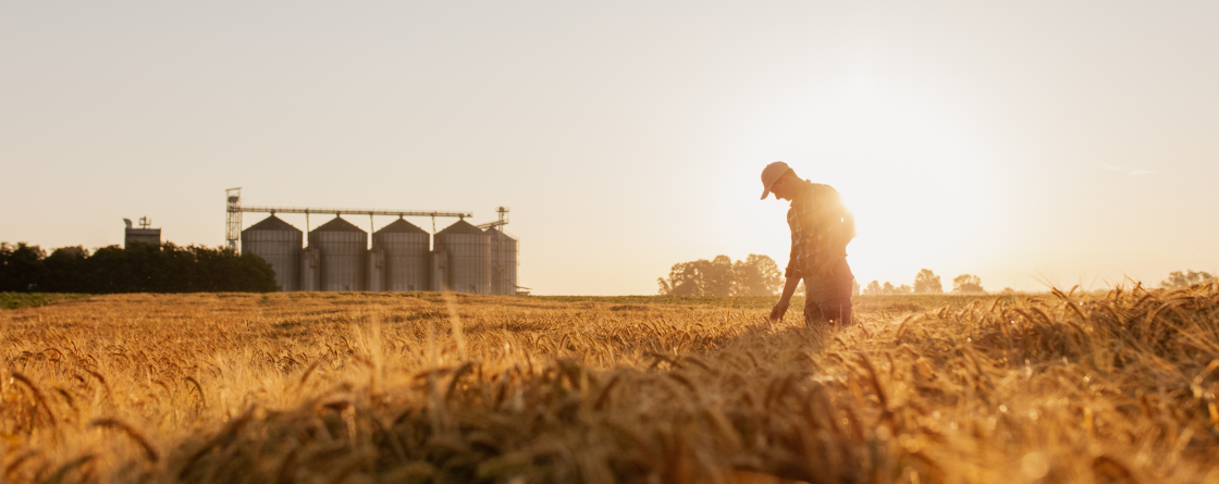 Farmer working in wheat field